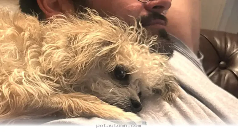 How 1 Shy Rescue Dog Found Her Forever Home With Her Foster Dad 2026