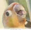 How 1 Sweet Rescue Bird Changed a Skeptical Dad's Heart in 2026