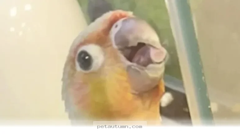 How 1 Sweet Rescue Bird Changed a Skeptical Dad's Heart in 2026