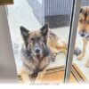 How 2 Stray Dogs Found Their Perfect Forever Home in 2026
