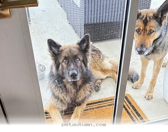 How 2 Stray Dogs Found Their Perfect Forever Home in 2026