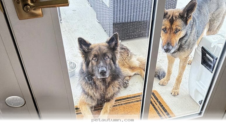 How 2 Stray Dogs Found Their Perfect Forever Home in 2026