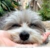 How 21 Countries Helped My Anxious Dog Find New Confidence in 2026