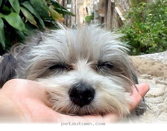 How 21 Countries Helped My Anxious Dog Find New Confidence in 2026
