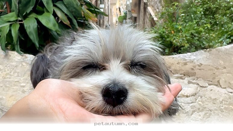 How 21 Countries Helped My Anxious Dog Find New Confidence in 2026
