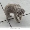How 5 Simple Steps Helped My Special Needs Rescue Dog Run in 2026