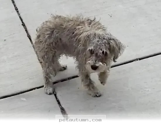 How 5 Simple Steps Helped My Special Needs Rescue Dog Run in 2026