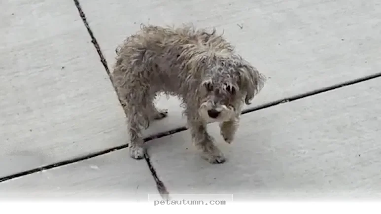 How 5 Simple Steps Helped My Special Needs Rescue Dog Run in 2026