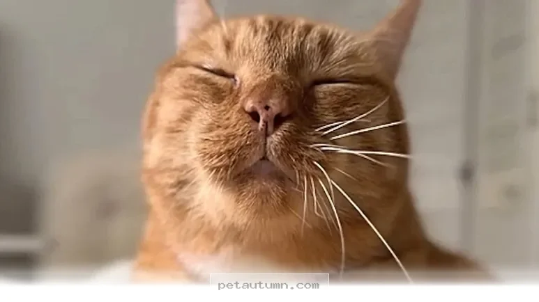How 5 Ways Your Cat Comforts You During Stressful Days in 2026
