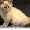How 58 Shelter Animals Found Their Forever Homes During 2026 Flights