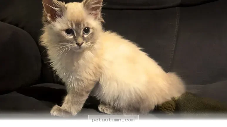 How 58 Shelter Animals Found Their Forever Homes During 2026 Flights