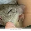 How a Tiny Orphaned Rat Found a Loving New Home in 2026 for Families