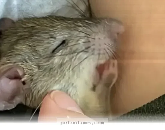 How a Tiny Orphaned Rat Found a Loving New Home in 2026 for Families