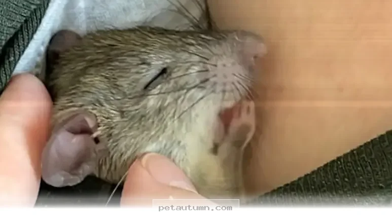 How a Tiny Orphaned Rat Found a Loving New Home in 2026 for Families