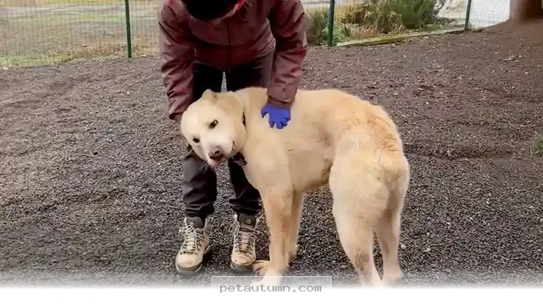 How One Rescue Dog Finally Found His Voice Again During 2026 Care