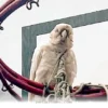How to Safely Help a Stuck Bird in Your Backyard During 2026 Season