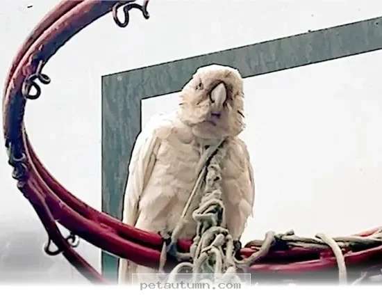 How to Safely Help a Stuck Bird in Your Backyard During 2026 Season