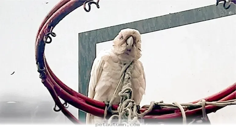 How to Safely Help a Stuck Bird in Your Backyard During 2026 Season