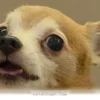 How Your Dog Can Say I Love You Through 5 Simple Training Tips in 2026