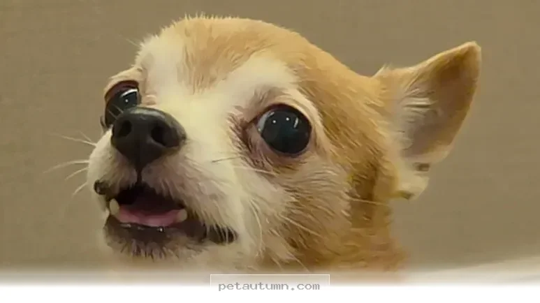 How Your Dog Can Say I Love You Through 5 Simple Training Tips in 2026