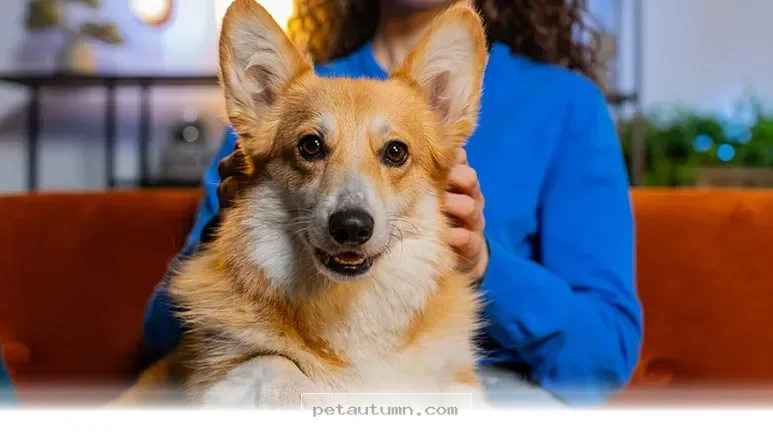 How Your Dog Improves Your Well Being and Daily Habits in 2026
