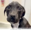 Inspiring Recovery Story of a Determined 2026 Puppy Finding Joy Again