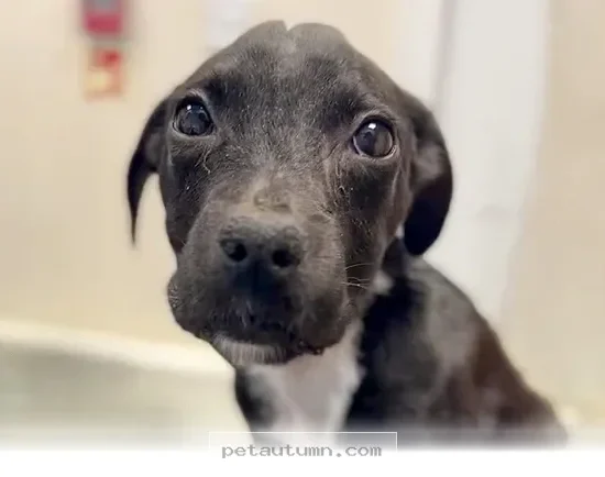 Inspiring Recovery Story of a Determined 2026 Puppy Finding Joy Again