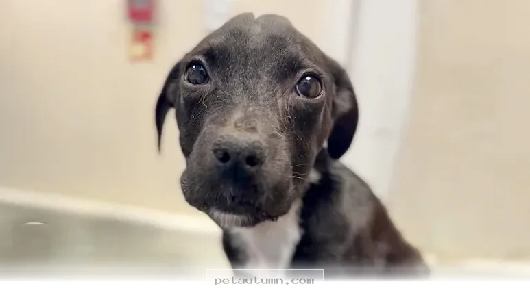 Inspiring Recovery Story of a Determined 2026 Puppy Finding Joy Again