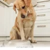 Keep Your Dog Healthy With These 5 Bowl Cleaning Tips for 2026