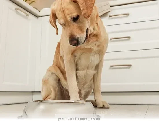 Keep Your Dog Healthy With These 5 Bowl Cleaning Tips for 2026