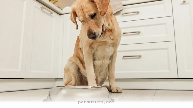 Keep Your Dog Healthy With These 5 Bowl Cleaning Tips for 2026