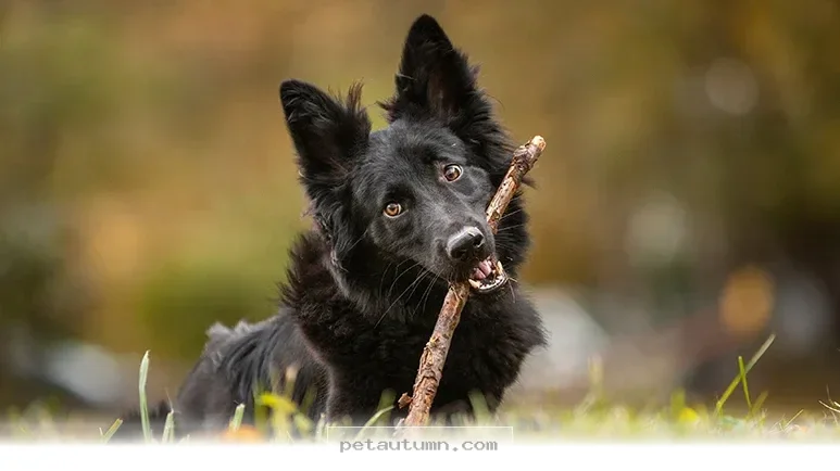 Keep Your Dog Safe from 5 Dangerous Toys Found in Homes During 2026