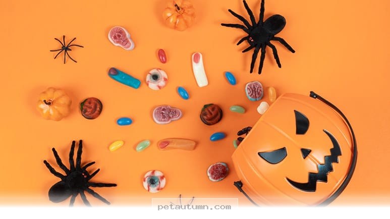 Keep Your Pets Safe and Happy This 2026 Halloween Holiday Season