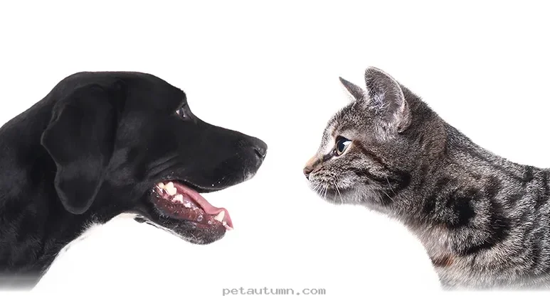 New 2026 Research Explains How Your Dog and Cat Compare in Intelligence