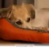 Proven Ways to Help Your Anxious Pet Feel Calm and Happy in 2026