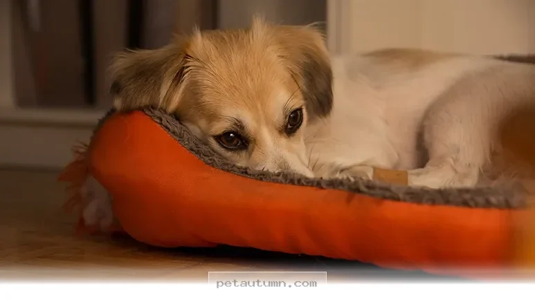 Proven Ways to Help Your Anxious Pet Feel Calm and Happy in 2026
