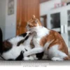 Simple Ways to Create a Peaceful Home for Your Pets in 2026