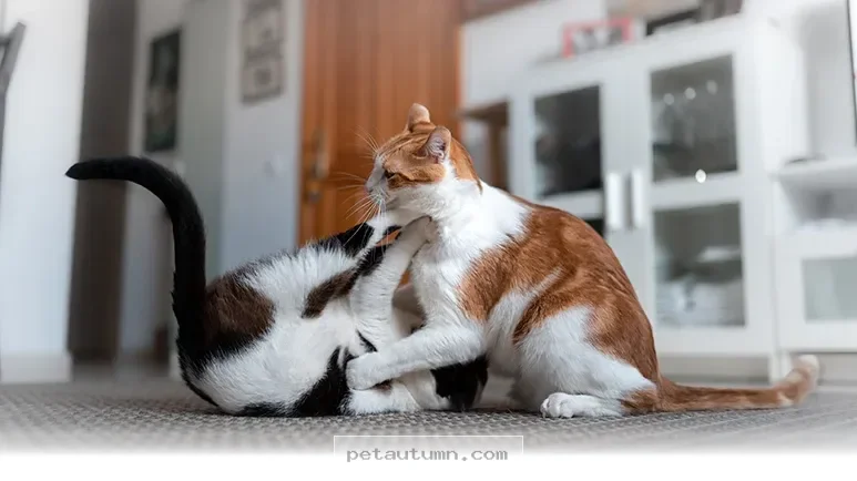 Simple Ways to Create a Peaceful Home for Your Pets in 2026