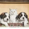 Surprising Pet Laws You Should Know About for Your Pets in 2026