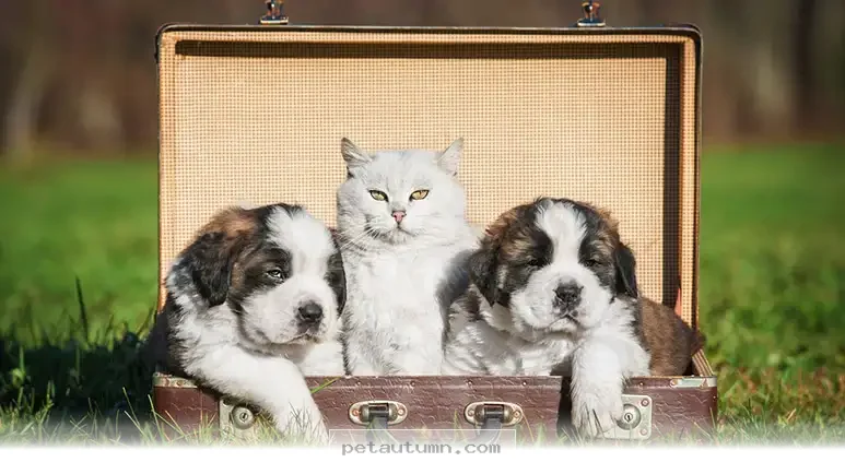 Surprising Pet Laws You Should Know About for Your Pets in 2026