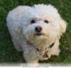 Top 10 Low Shedding Dog Breeds Perfect For Your Family Home in 2026