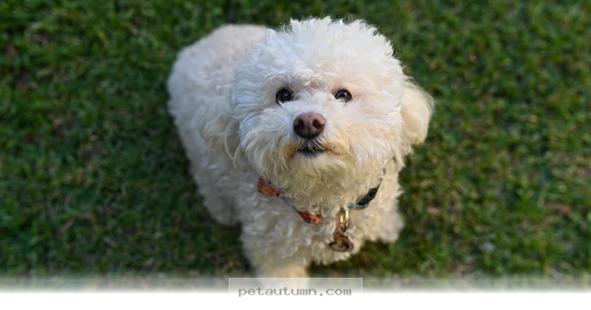 Top 10 Low Shedding Dog Breeds Perfect For Your Family Home in 2026