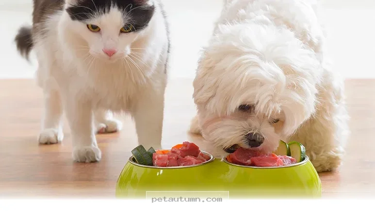 Top 5 Natural Ways to Boost Your Pet’s Wellness and Longevity in 2026
