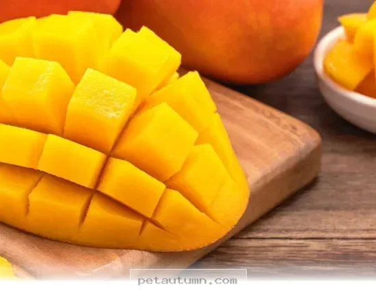 Top 5 Tropical Pet Food Trends You Should Try for Your Dog in 2026