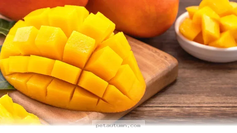 Top 5 Tropical Pet Food Trends You Should Try for Your Dog in 2026