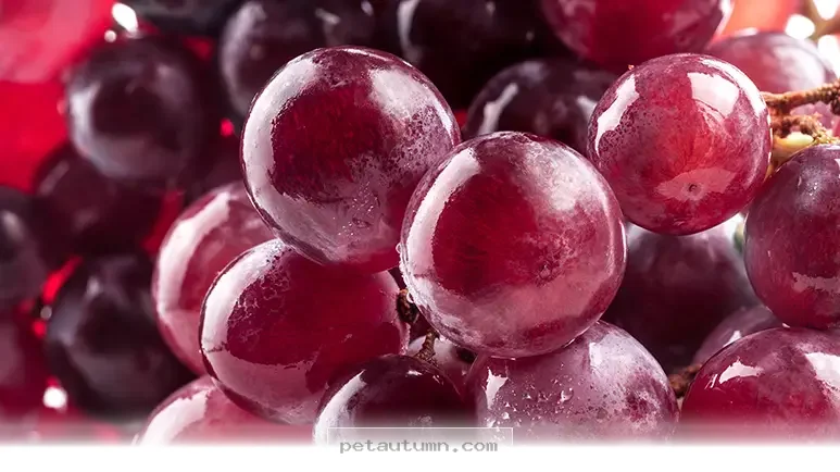 Top 7 Human Foods to Keep Away from Your Dog for a Safe 2026 Season