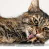 Understanding 5 Signs of Pet Anxiety and Self-Harm Issues in 2026