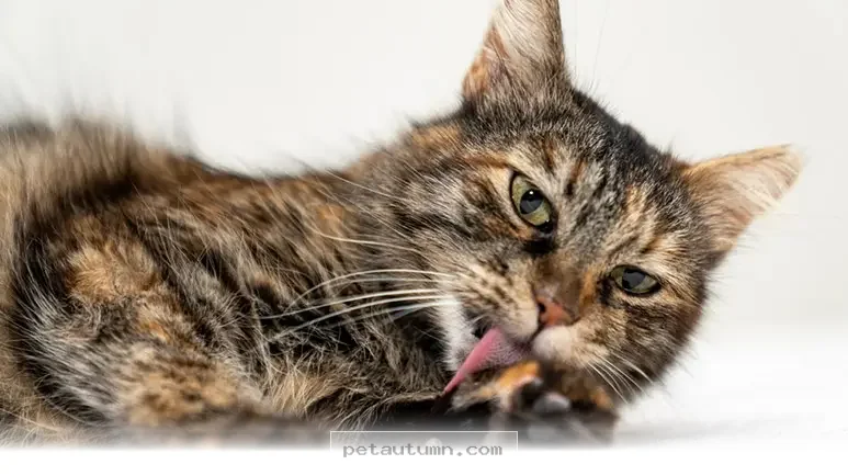 Understanding 5 Signs of Pet Anxiety and Self-Harm Issues in 2026