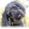 Understanding How Your Dog Processes Human Speech in 2026 and Beyond