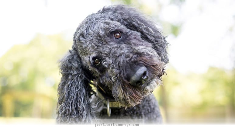 Understanding How Your Dog Processes Human Speech in 2026 and Beyond